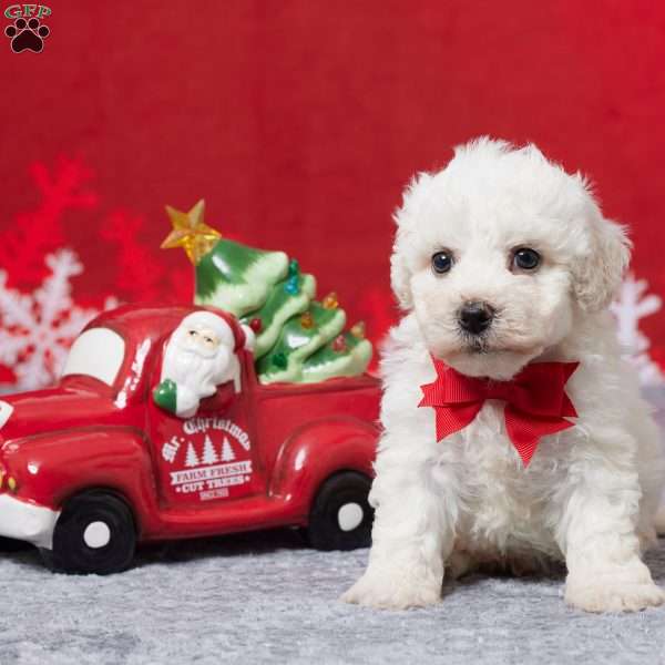Frank, Bichon Frise Puppy